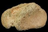 Ceratopsian Dinosaur Toe Bone - Alberta (Disposition #-) #67590-2